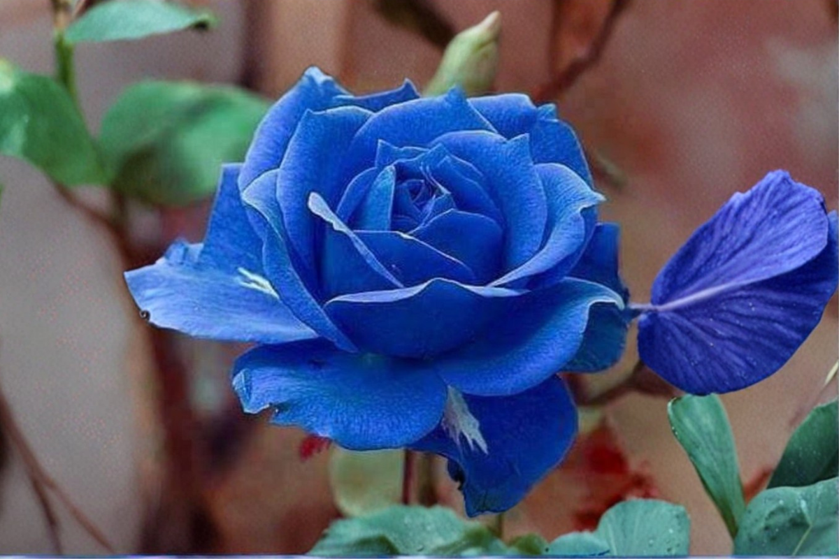 Rare Midnight Blue Rose Seeds – Deep Purple Flowering Bush, Rosa Hybrid, Pack of 10 Seeds for Garden Planting