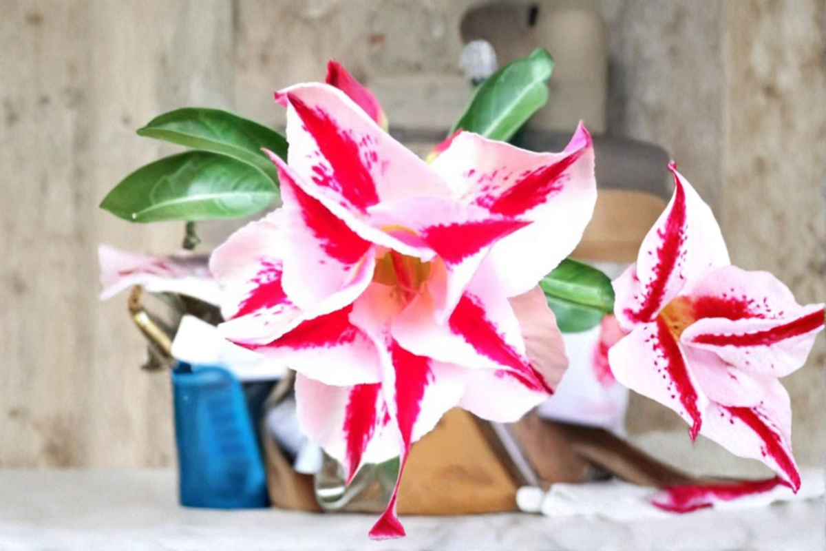 Star Crown Desert Rose Seeds | Adenium Obesum Mixed Color Succulent Flower Seeds Pack of 10