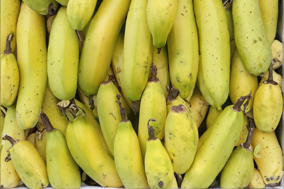 Truly Tiny Banana Live Starter Plug 3–6 Inches | Musa acuminata Dwarf Banana Plant