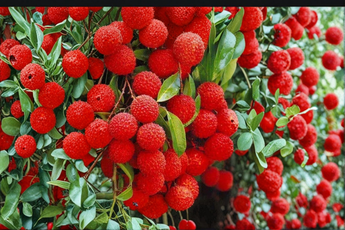 Mauritius Lychee Tree Live Plant, 3ft Tall Tropical Fruit Tree, Litchi chinensis, Edible, Air Layered, Backyard Garden