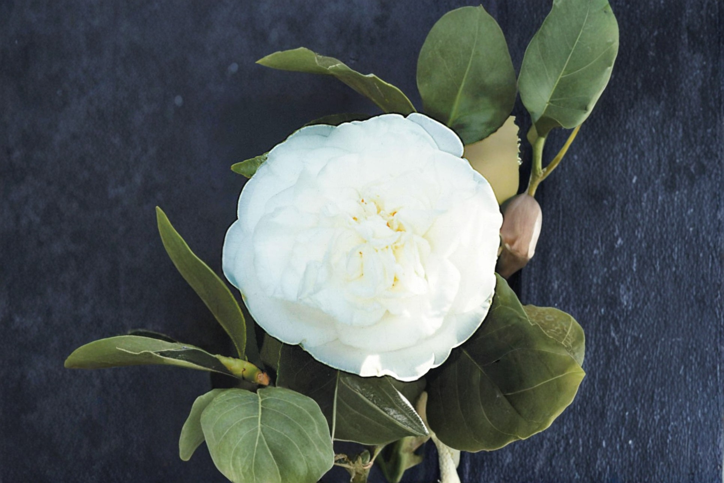 Japanese Camellia Pride of Descanso 3 Gallon Evergreen Shrub Pink Flowers Camellia japonica