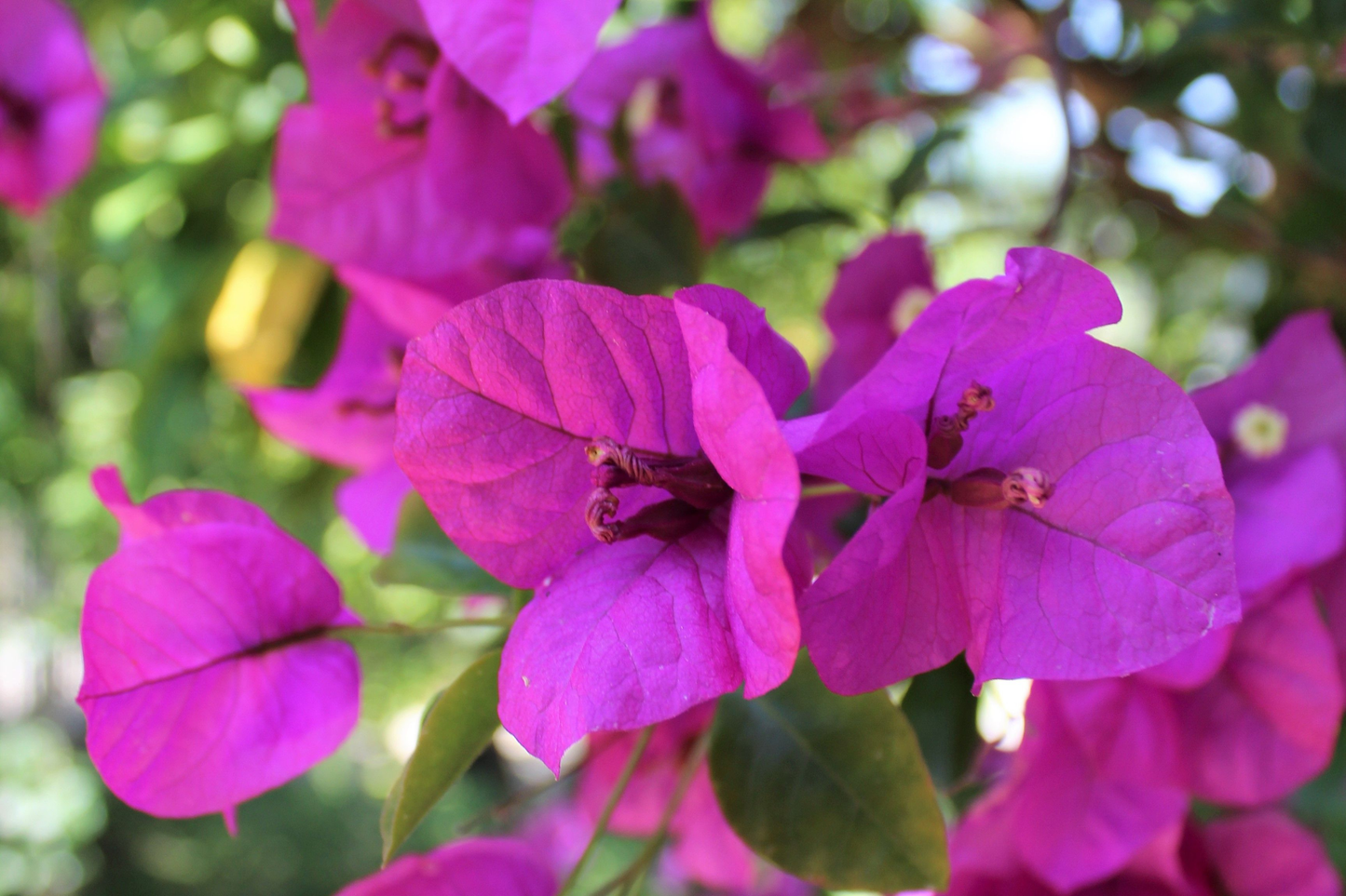 Royal Purple Bougainvillea Live Plant in 3 Inch Pot | Bougainvillea spp.
