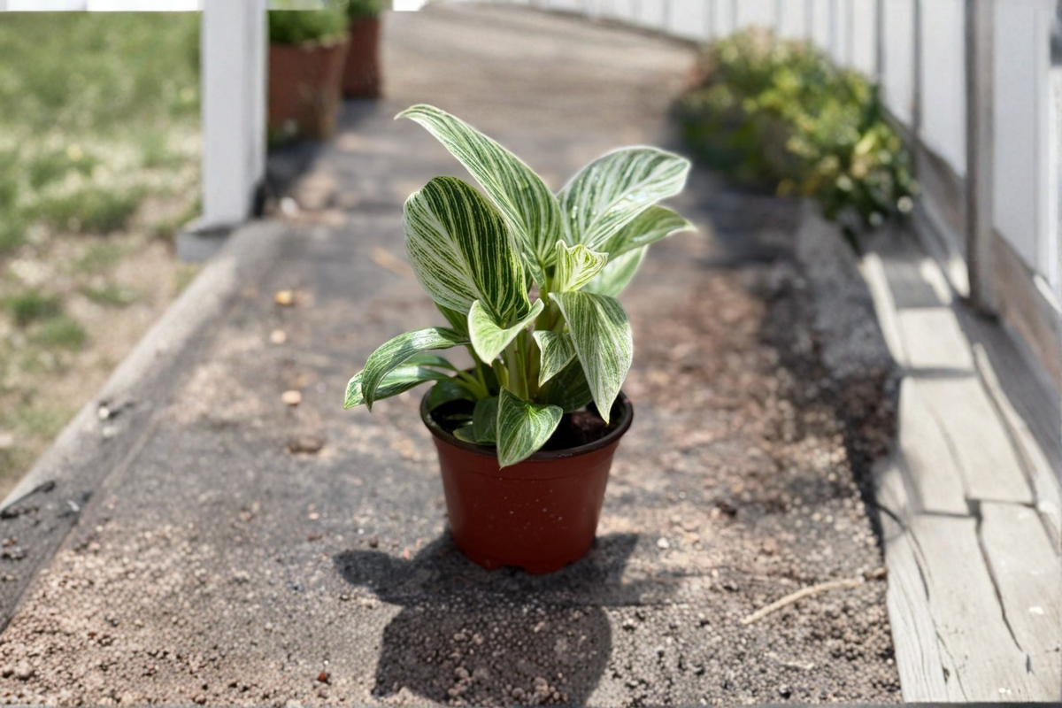 Philodendron Evian Variegated Indoor Houseplant | 4-Inch Pot | Tropical Green Foliage | Live Plant for Home & Office