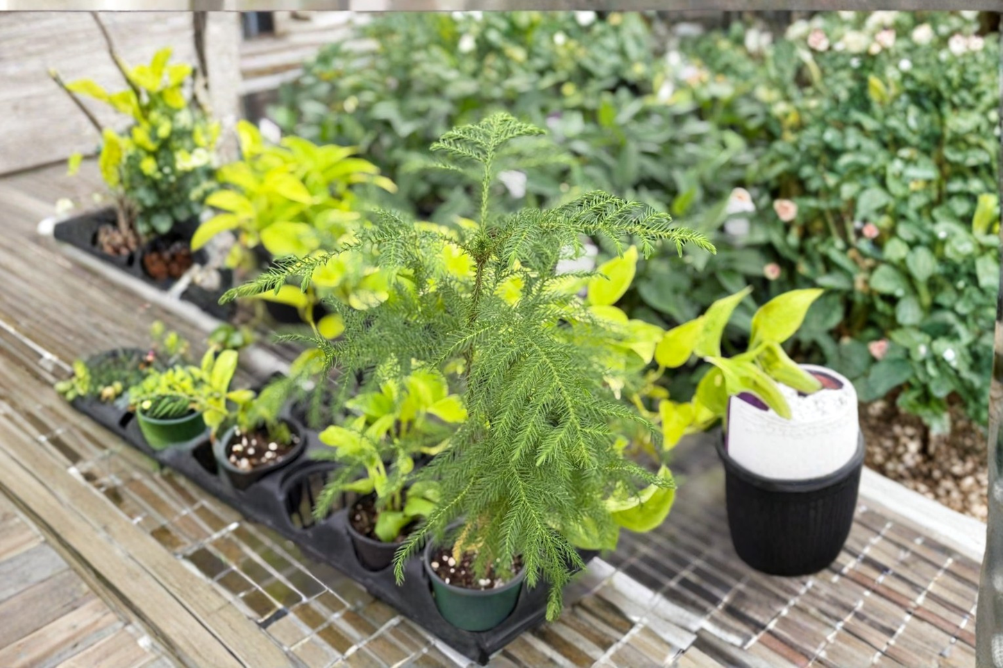 Norfolk Island Pine Live Plant, 4-Inch Pot, Araucaria heterophylla, Indoor Houseplant, Holiday Tree, Compact Evergreen