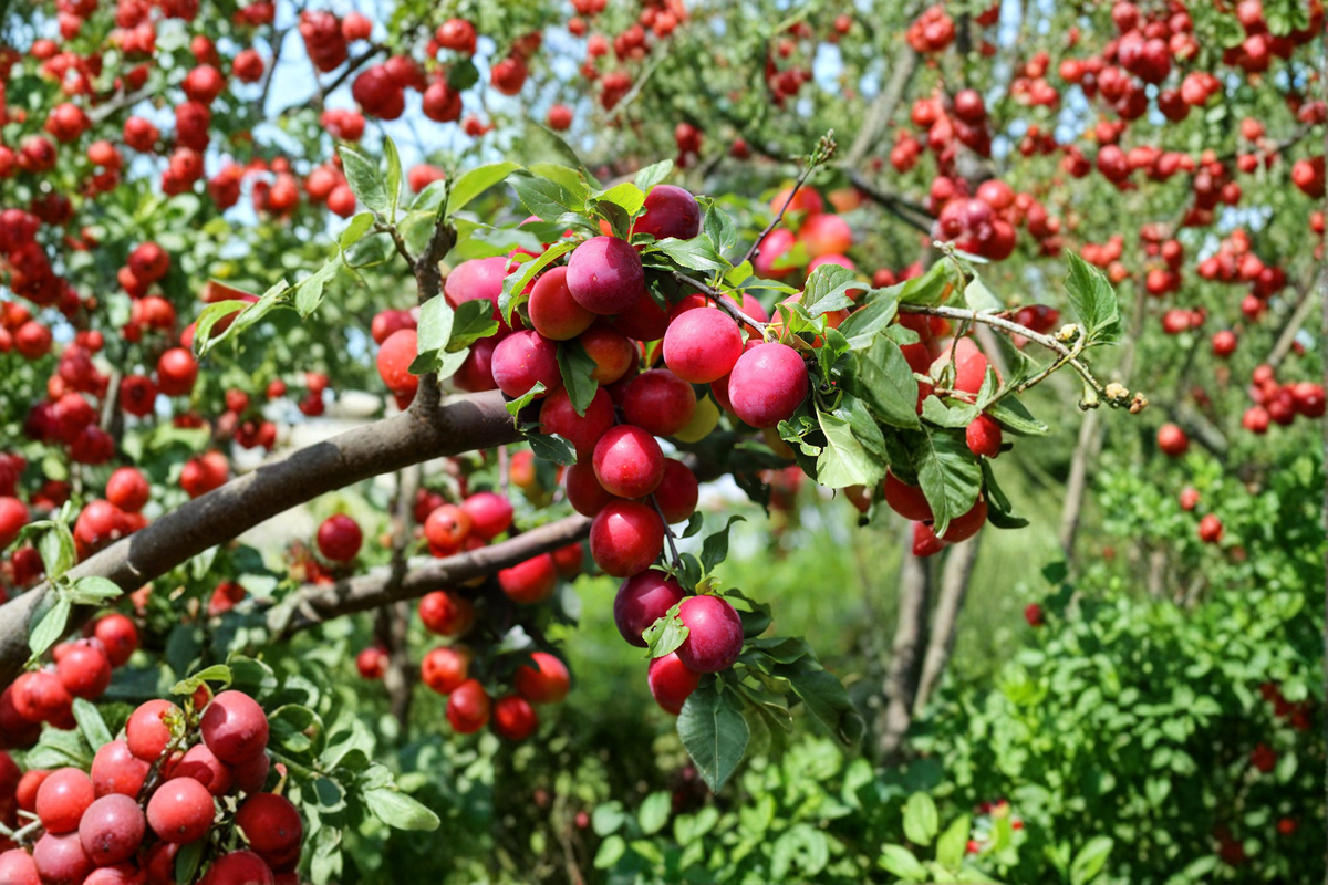 Satsuma Plum Tree Live Plant 4-6 Ft Deciduous Fruit Tree for Garden Orchard, Prunus salicina