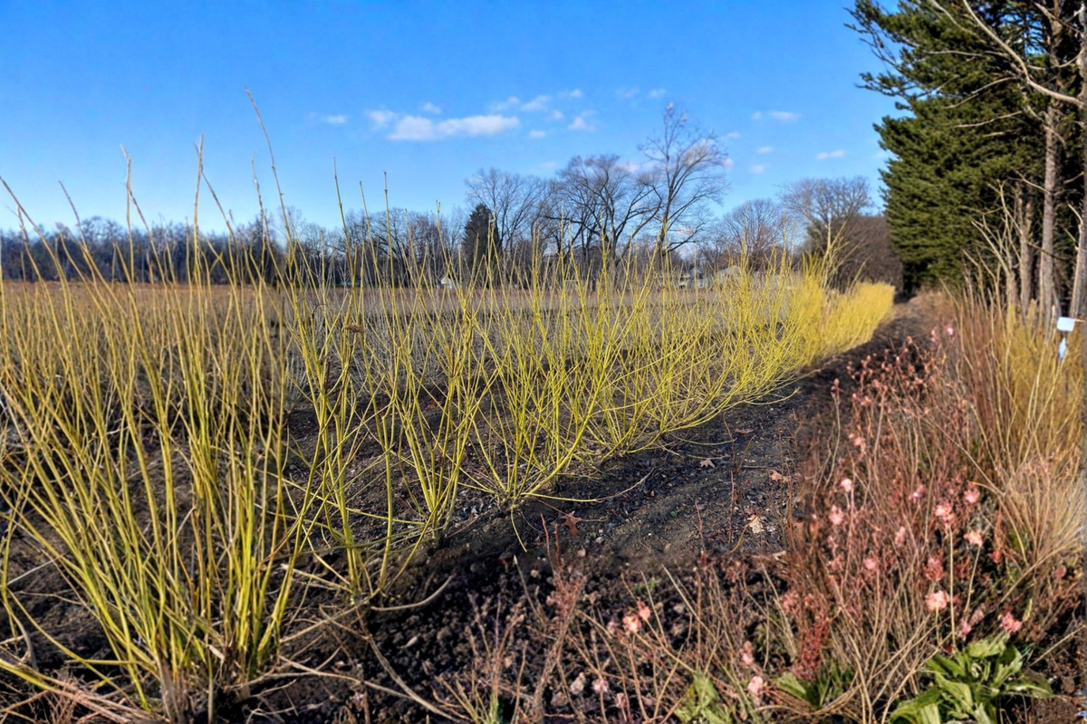 Yellow Twig Dogwood Live Plant 2 Gallon Pot – Cornus sericea ‘Flaviramea’ Bright Yellow Winter Stems, Hardy Landscape Shrub