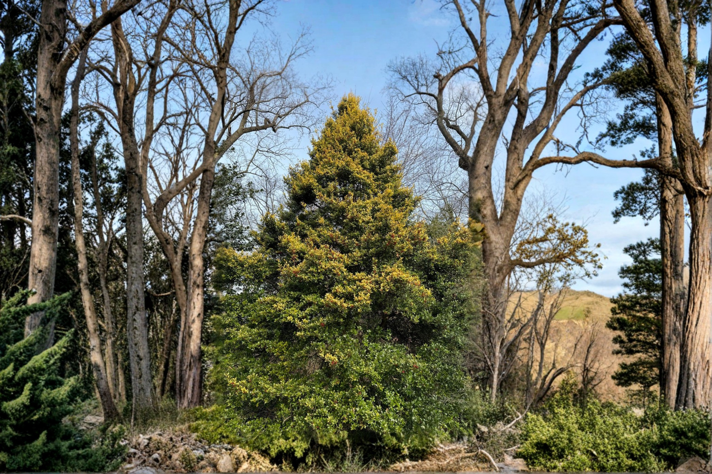 Live Sunny Foster Holly Plant in 1-Gallon Pot, Evergreen Tree with Yellow-Green Foliage, Ilex × attenuata