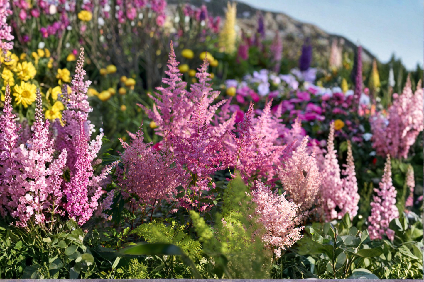 Astilbe Chinensis Maggie Daley Live Plants Set of 3 | Pink Flower Perennials for Shade Garden | Well-Rooted Starter Plants