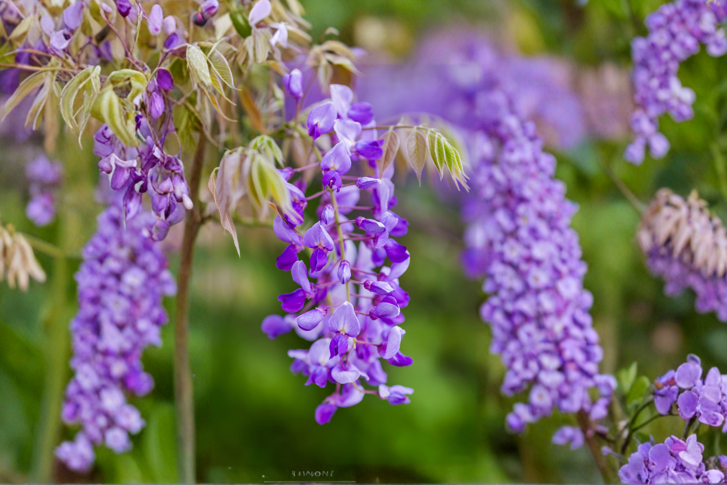 Amethyst Falls Wisteria Live Plant, Climbing Vine, Lavender Purple Flowers, Wisteria frutescens, 1/2 Gallon Pot