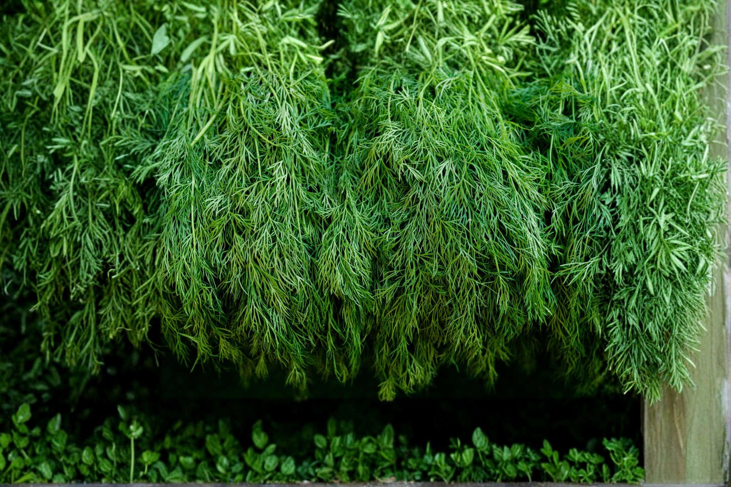 Herb Plant - Live Banquet Dill Starter Plants, Anethum graveolens, Culinary Herb for Garden & Containers