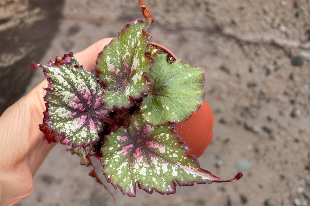Begonia Rex Winter Ember Live Plant, 4-Inch Pot, Tropical Rex Begonia Foliage, Indoor Houseplant, Collector Plant