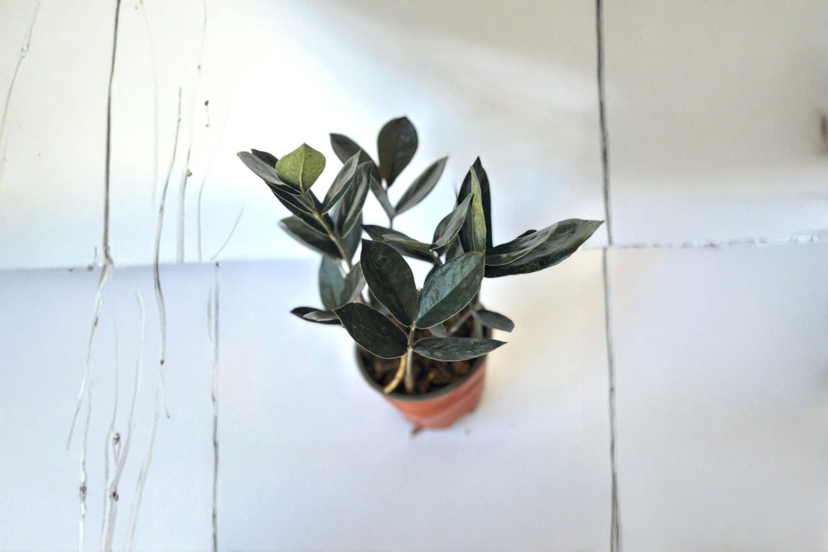 Black ZZ Plant, Raven ZZ, Indoor Houseplant, Low Light, Rooted, Zamioculcas zamiifolia