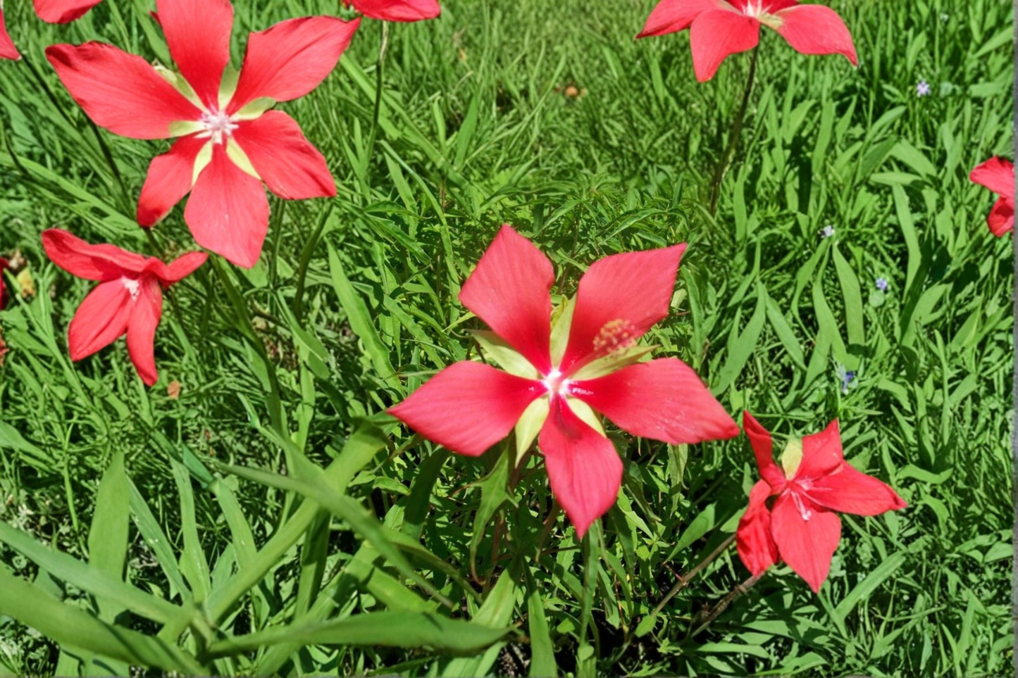 Texas Star Hibiscus Live Plant – 1 Gal, Bright Red Flowers, Tall Growing Hibiscus coccineus, Ornamental Outdoor Flowering Plant