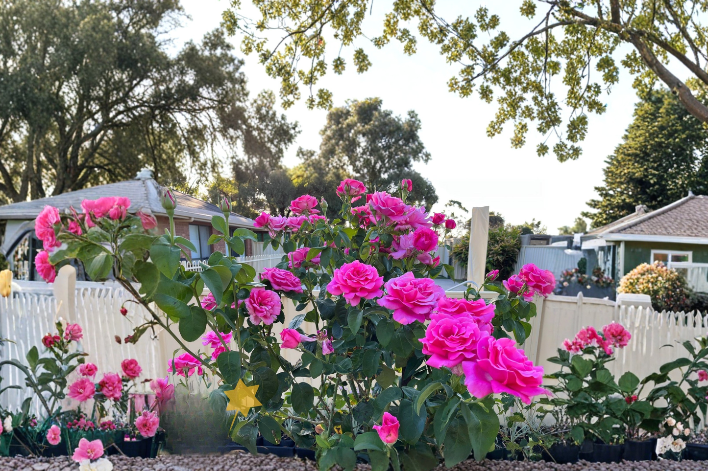Perfume Delight Hybrid Tea Rose Plant 2 Gal Pink Flowering Bush Fragrant Rosa spp. for Garden Landscape
