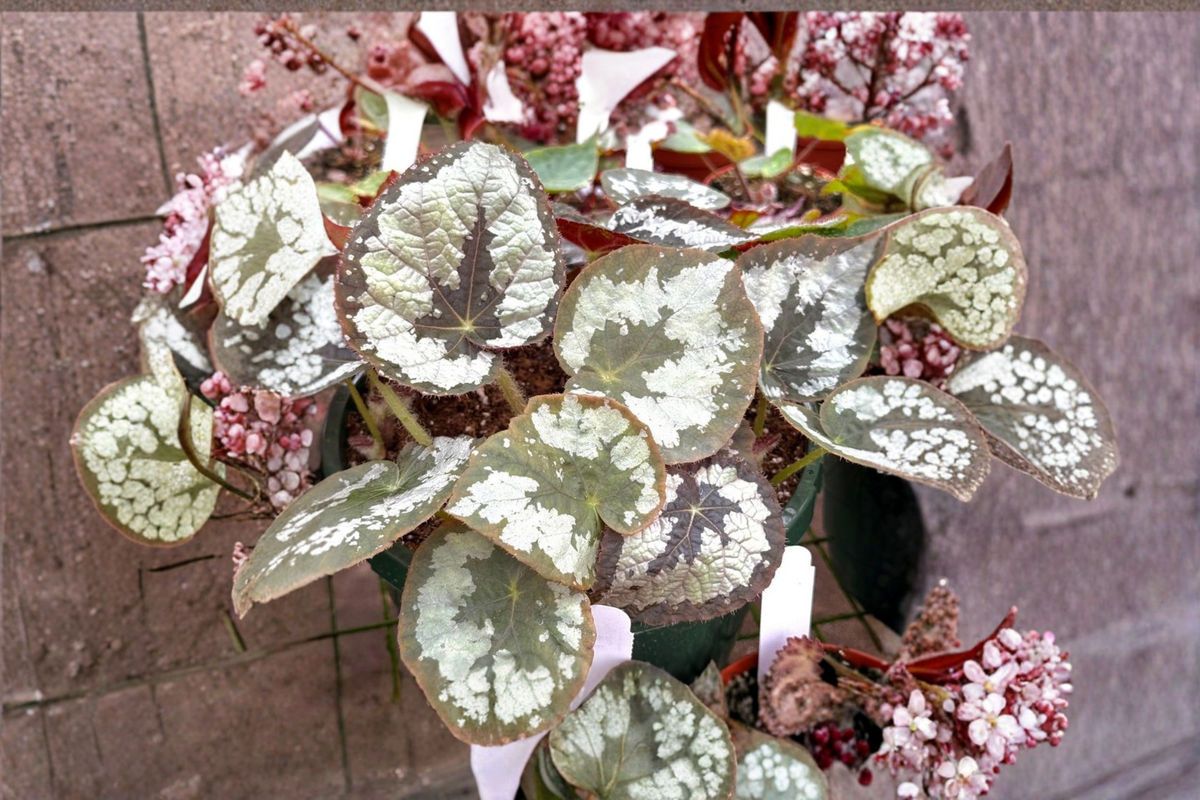 Begonia Sykakiengi Live Plant, 4-Inch Pot, Rare Tropical Houseplant with Decorative Textured Leaves
