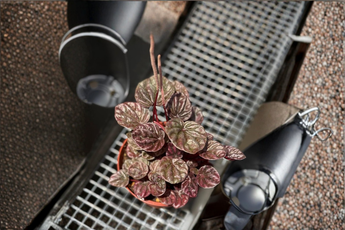 Peperomia Schumi Red Live Plant, Red Ripple Foliage, Tropical Houseplant, Indoor Decor, Starter Plant, Peperomia caperata
