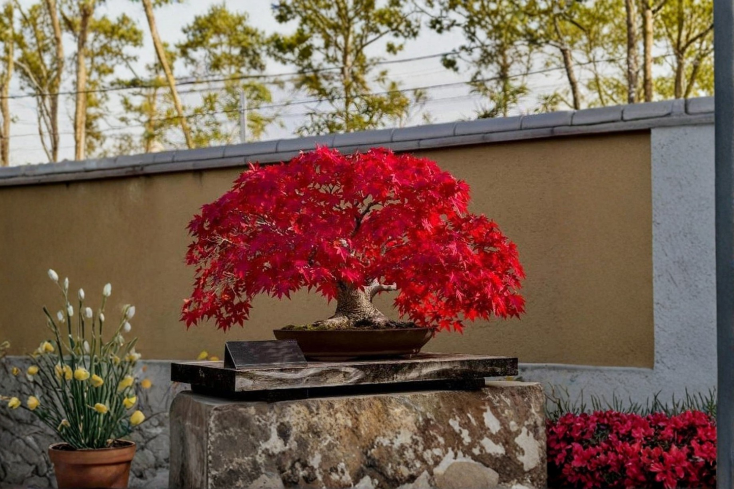 Rare Japanese Red Maple Seeds – Acer palmatum Ornamental Tree Seeds for Bonsai & Garden Growing, 5 Pack