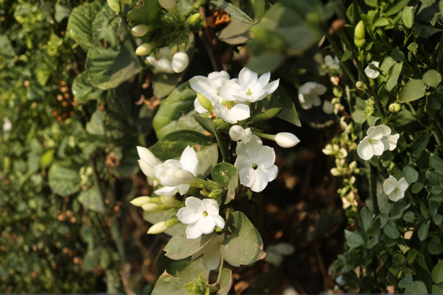 Live Jasmine Plant 10 Inches Tall in 3.5 Inch Pot – Fragrant Flowering Houseplant