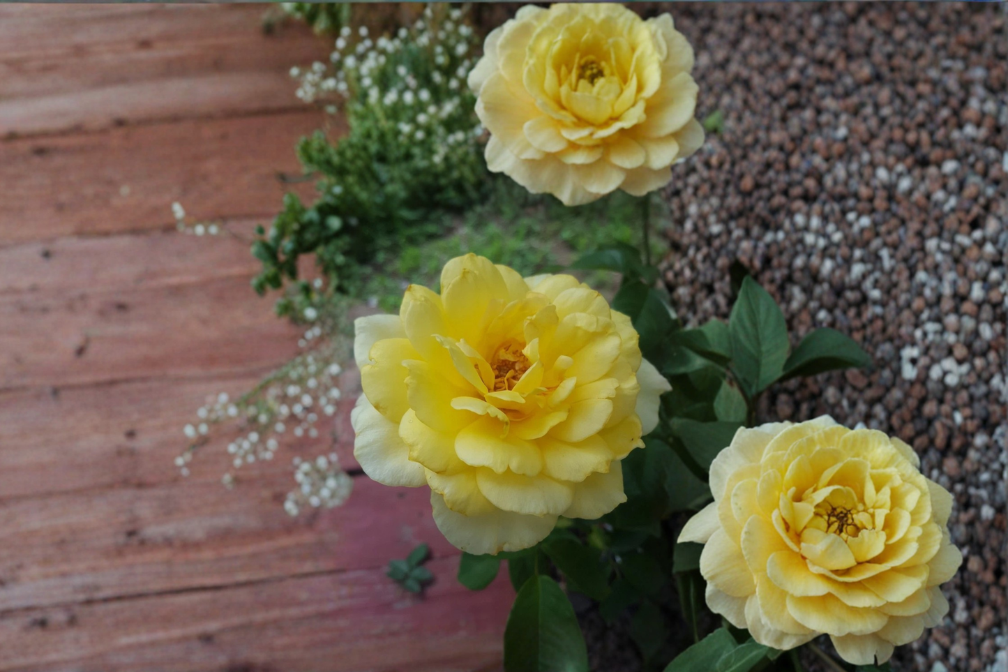 Gold Glow Hybrid Tea Rose Live Plant, 3-Gallon Yellow Fragrant Rose Bush for Garden, Outdoor Landscape, Flowering Shrub