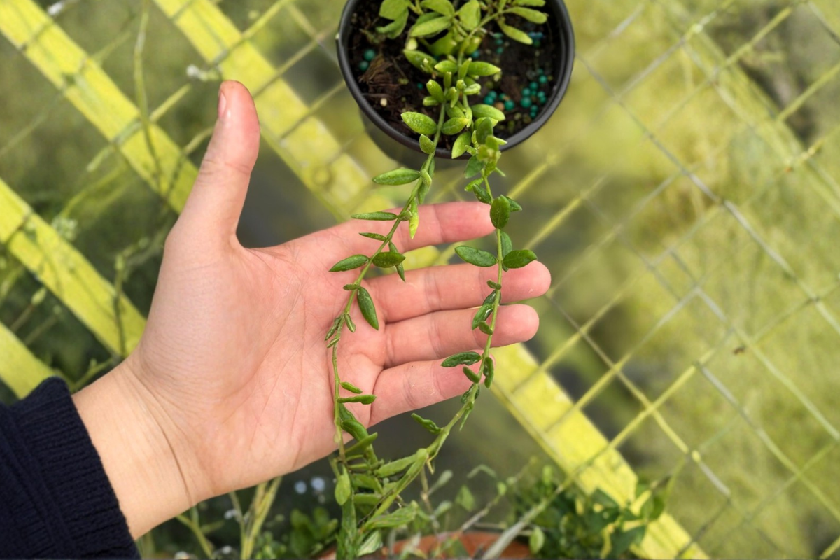 Hoya Engleriana Live Plant, 2-Inch Rooted Tropical Houseplant, Trailing Foliage, Indoor Decor, Easy Care, Hoya engleriana