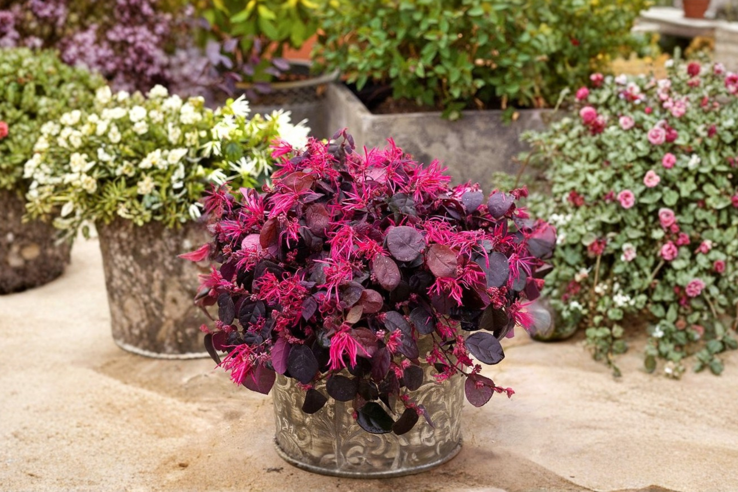 Chinese Fringe Flower Loropetalum Plant 1 Gal Pink Flowering Shrub for Garden Borders, Landscape, Loropetalum chinense
