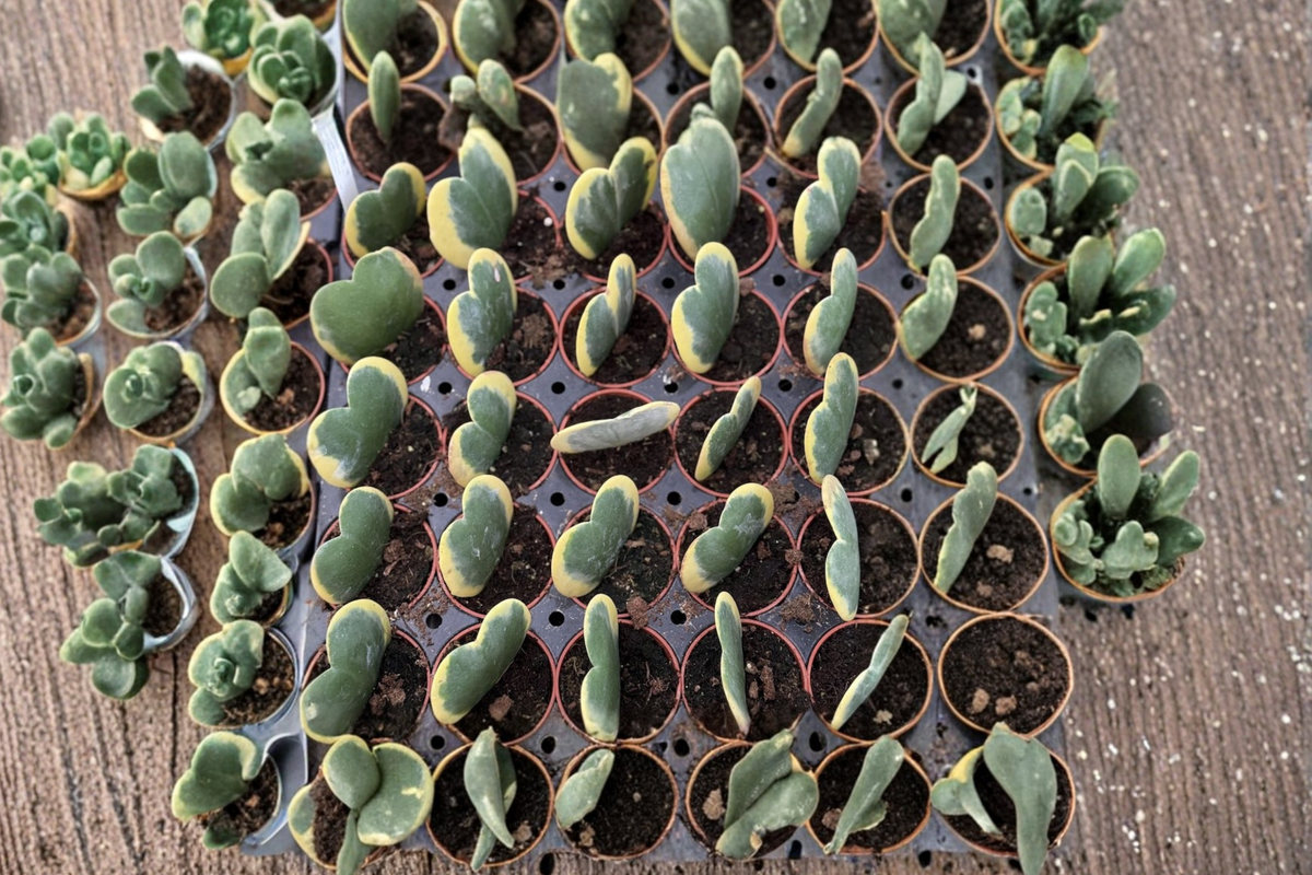 Variegated Heart Hoya Plant | 2-Inch Pot | Hoya kerrii ‘Variegata’ | Indoor Houseplant, Tropical, Beginner Friendly
