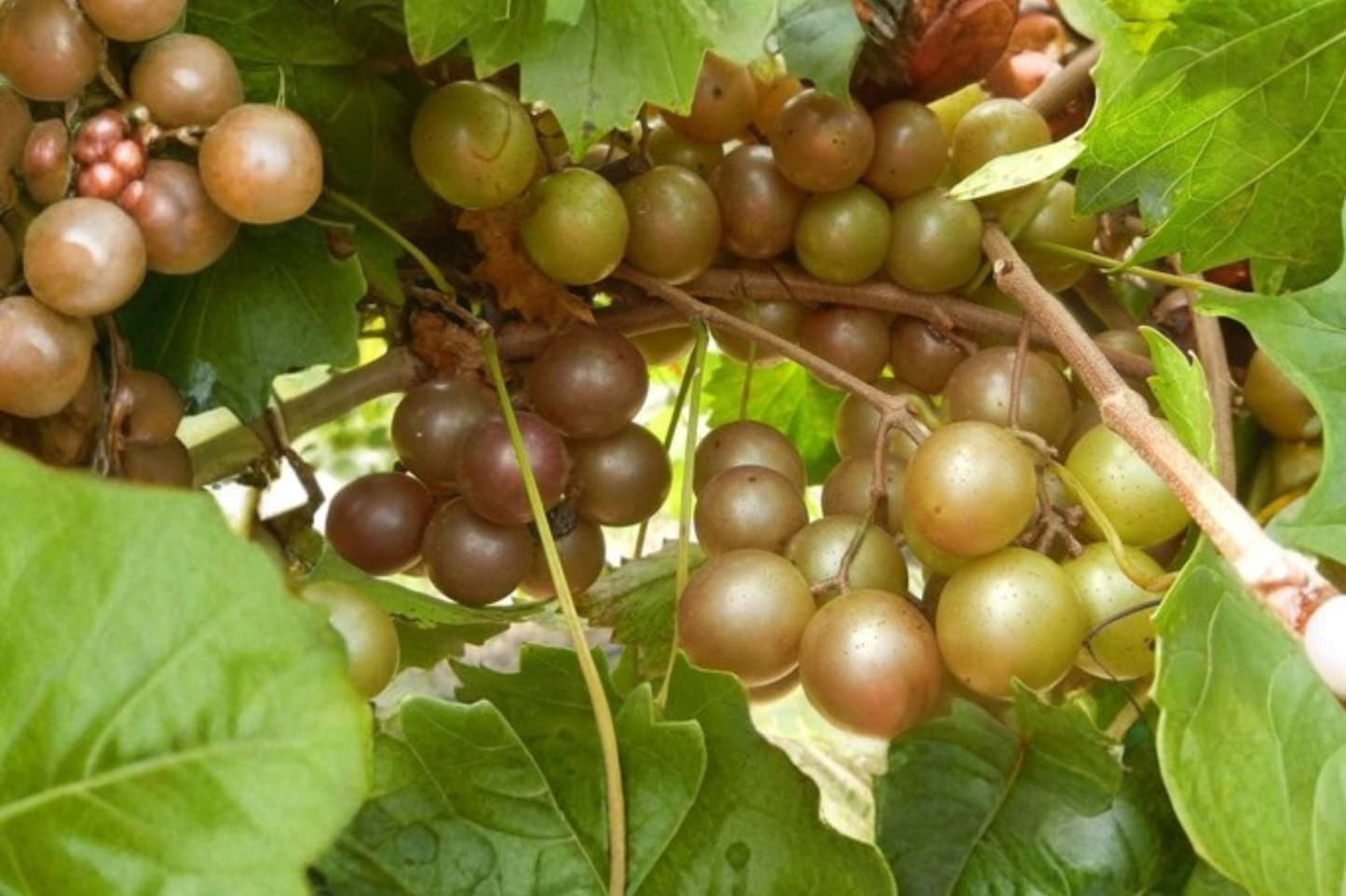 Bronze Chowan Muscadine Grape Vine Live Plant 1 Gallon, Deciduous Climbing Fruit Vine, Vitis rotundifolia, for Garden Vineyard