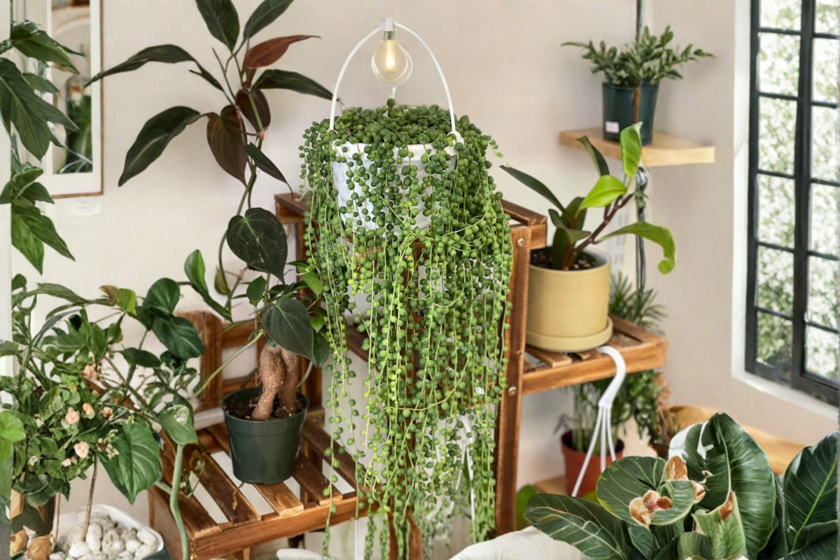 String of Pearls Live Plant 4 Inch Pot, Curio rowleyanus Succulent, Trailing Houseplant, Hanging Indoor Plant