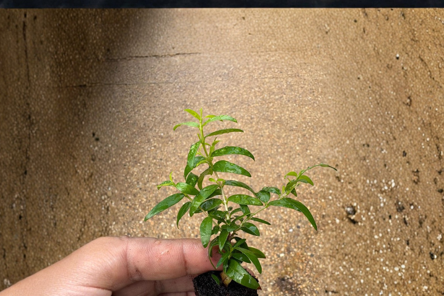 Green Myrtle Live Plant | Evergreen Shrub with White Flowers | Myrtus Communis | Ornamental Garden Plant
