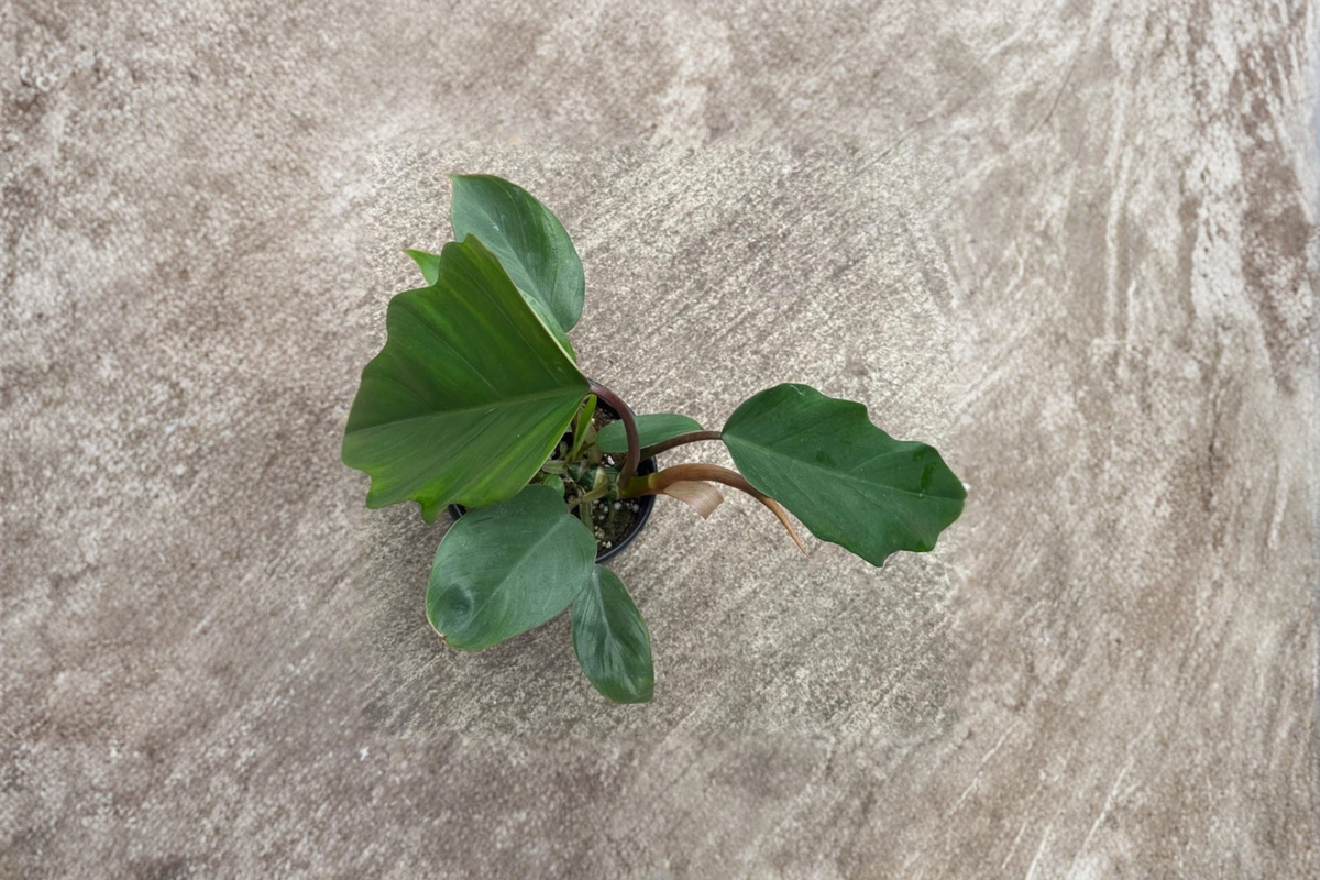 Philodendron Hope Live Plant – 4 Inch Pot, Tropical Selloum Foliage, Indoor Houseplant, Easy-Care Tropical Plant Gift