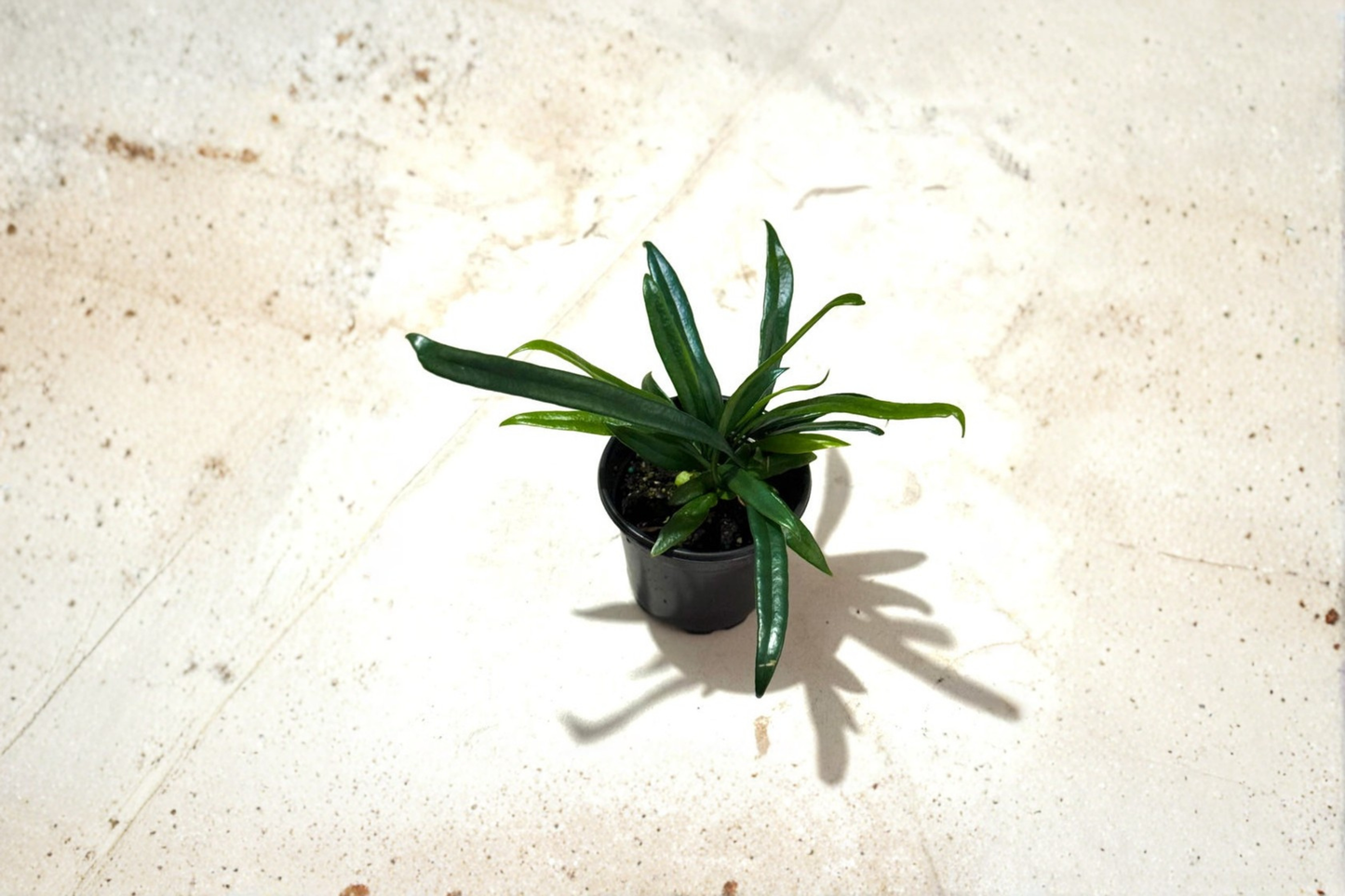 Blue Oil Fern Live Plant – Microsorum thailandicum Tropical Indoor Fern with Blue-Green Metallic Foliage
