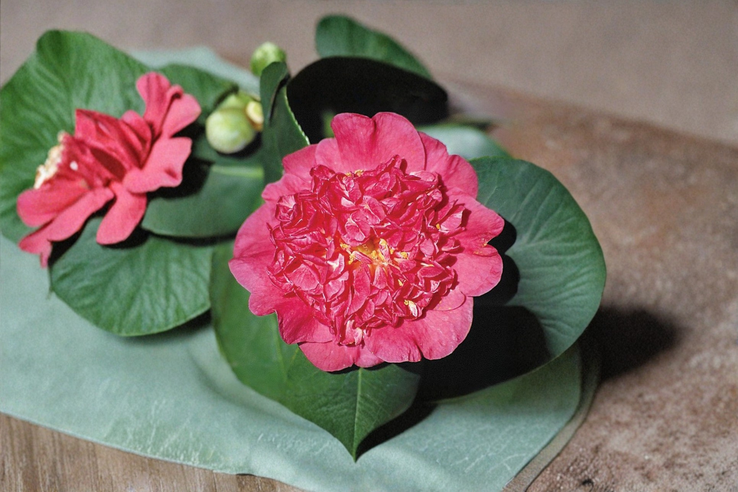 Japanese Camellia ‘Maidens of Great Promise’ 3 Gallon Pink Evergreen Flowering Shrub Camellia japonica