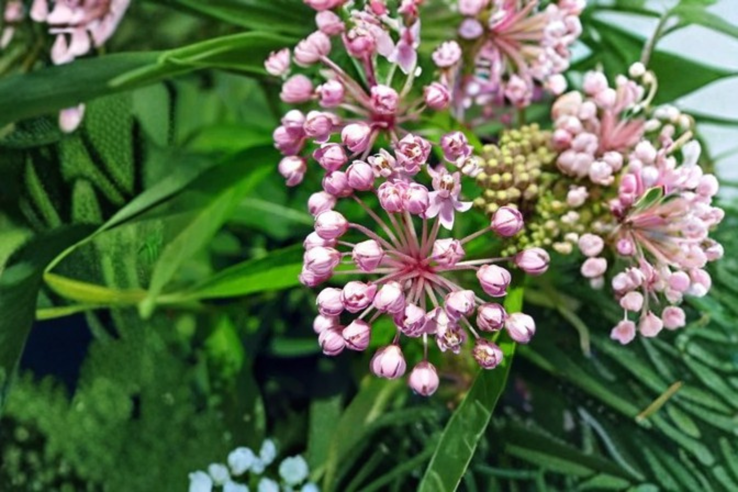 Swamp Milkweed Live Plants – 3 Rooted Starters in 1 Qt Pots, Asclepias incarnata, Native Perennial Flower Garden Plants