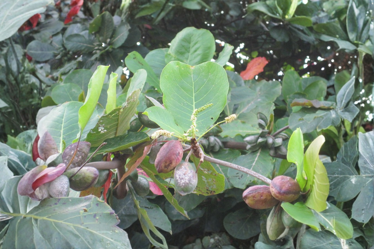 Tropical Almond Live Plant 7-12 Inches Tall - Terminalia catappa