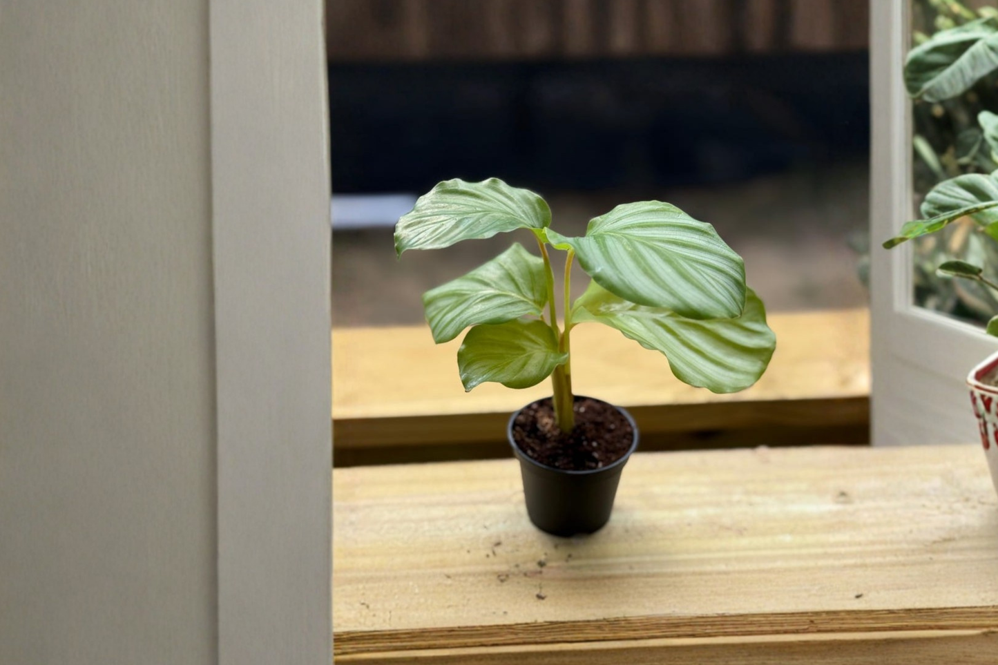Calathea Orbifolia Live Plant | Pet Safe Tropical Houseplant | Rooted Indoor Foliage Gift