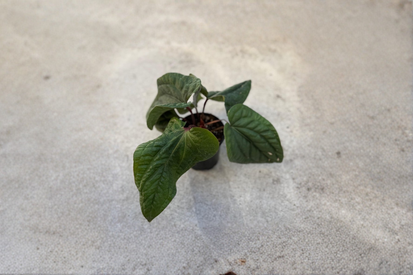 Anthurium Radicans x Luxurians Live Plant, 4-Inch Pot, Rare Tropical Hybrid, Indoor Collector Plant, Dark Green Foliage
