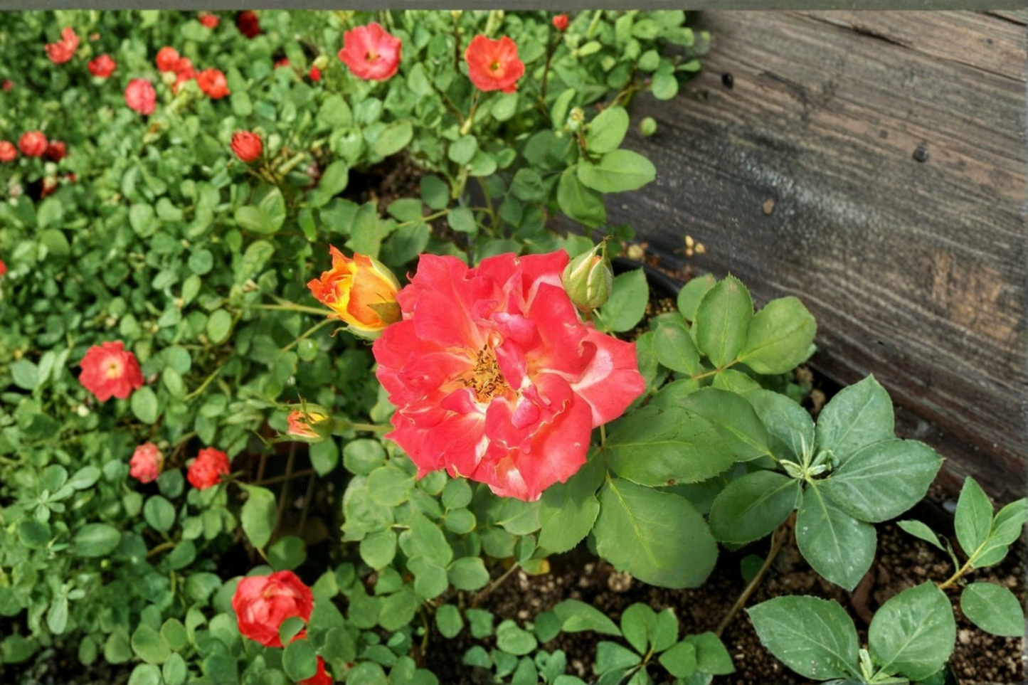 Pinata Rose Plant 2 Gal Multi-Color Bush for Garden Borders Landscape Rosa spp.