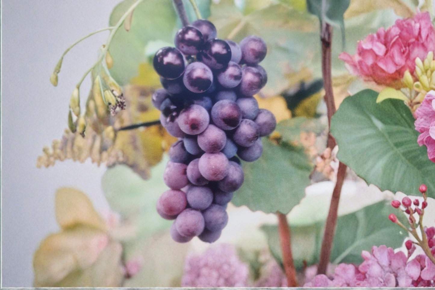 Grape Vine Live Plant 3 Gal Champanel Vitis Climbing Fruit Vine for Garden Trellis Backyard Vineyard