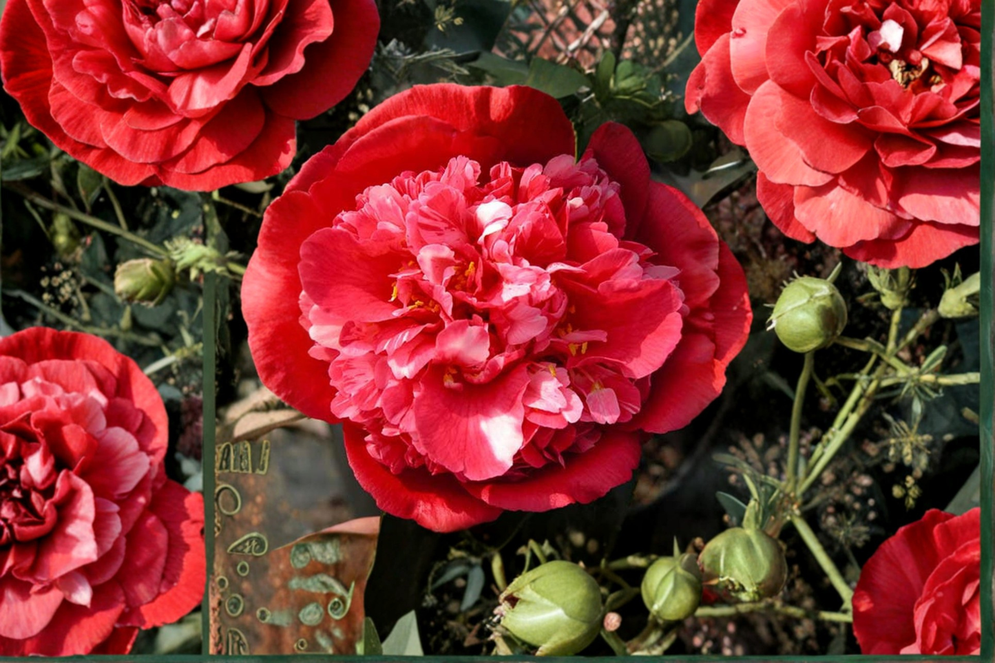 Japanese Camellia ‘Laura Walker’ 3 Gallon – Pink Variegated Evergreen Flowering Shrub Camellia japonica