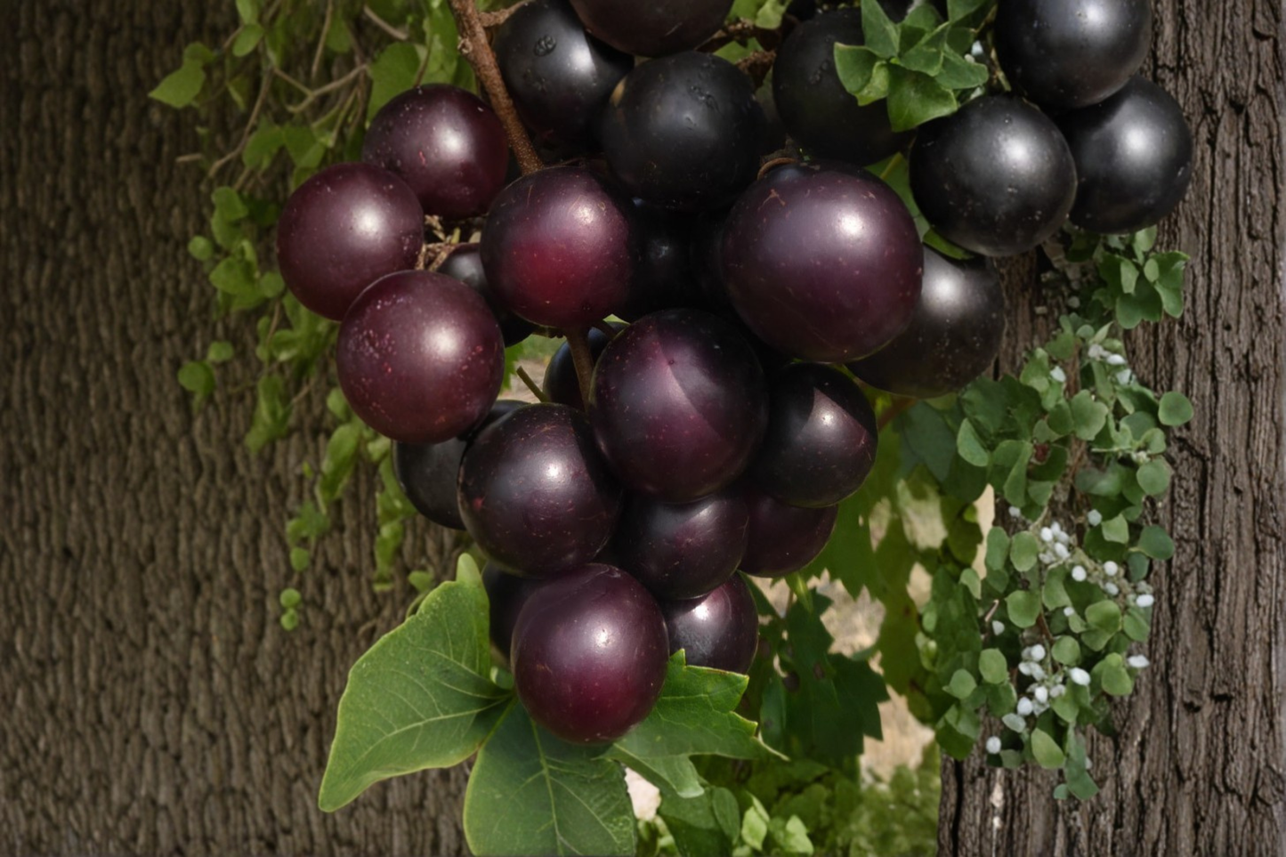 Muscadine Grape Seeds – 20 Seeds for Climbing Vine, Edible Garden, Trellis Growing – Vitis rotundifolia