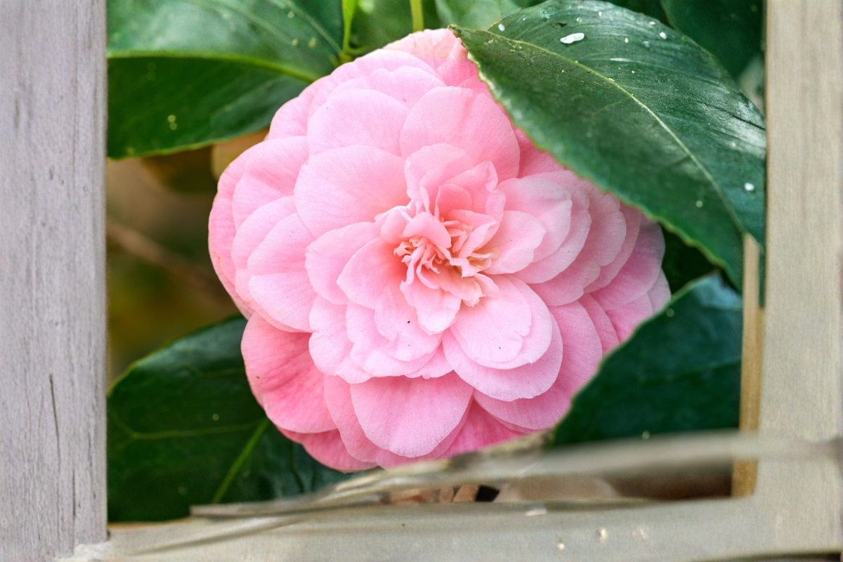 Pink Perfection Camellia Live Starter Plant - Evergreen Shrub with Pink Flowers, Camellia japonica, Rooted 4L Plant