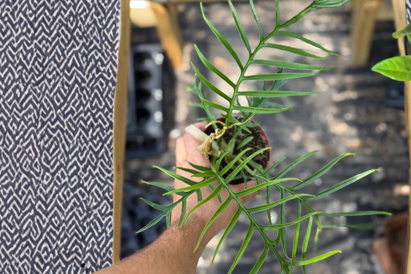 Philodendron Tortum Live Plant – 4 Inch Rooted Tropical Houseplant with Unique Split Foliage