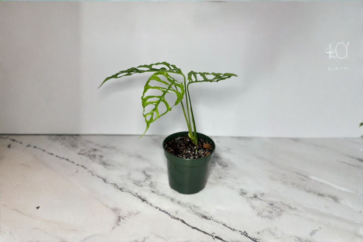 Rare Monstera Obliqua Peru Live Plant – 3-4 Inch Pot, Tropical Indoor Houseplant, Unique Split Leaf, Climbing Vine, Green Foliage
