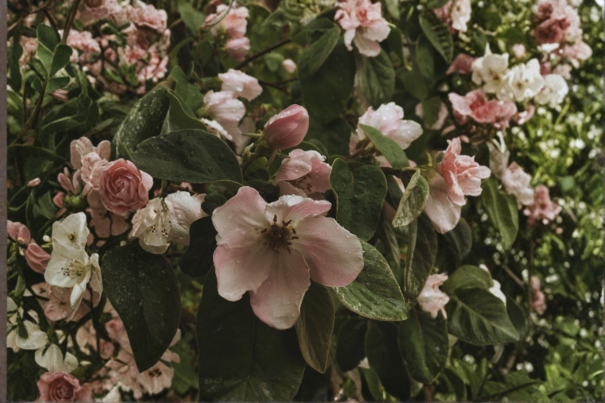 Cameo Flowering Quince Live Plant in 3.5 Inch Pot, Apricot Blooms, Deciduous Shrub, Chaenomeles speciosa