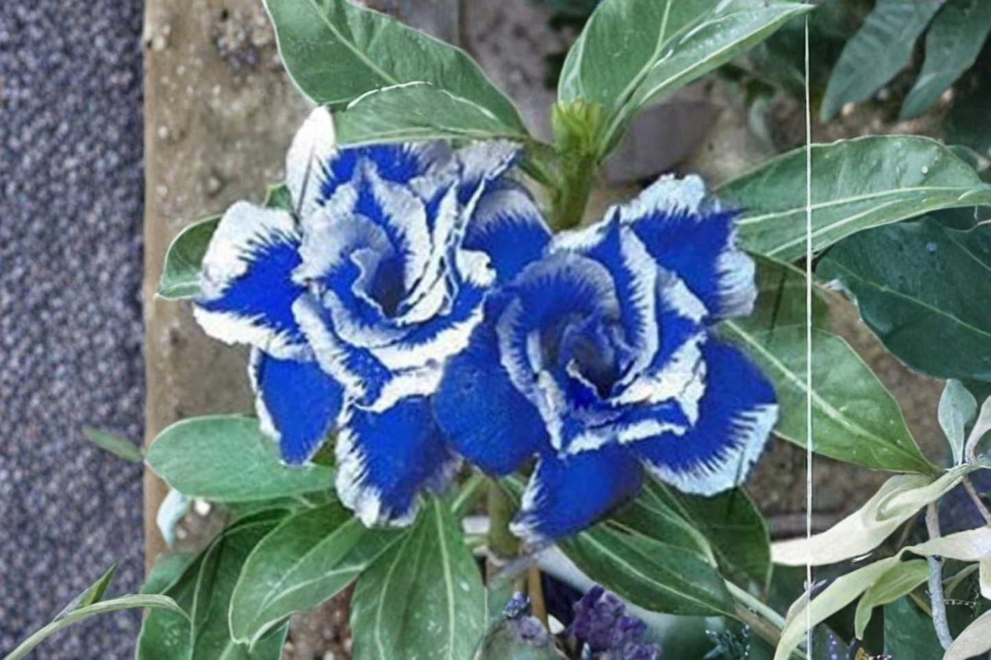 Desert Rose Seeds, Adenium Obesum, Triple Crown, Flowering Succulent, Indoor & Outdoor, 10 Seeds
