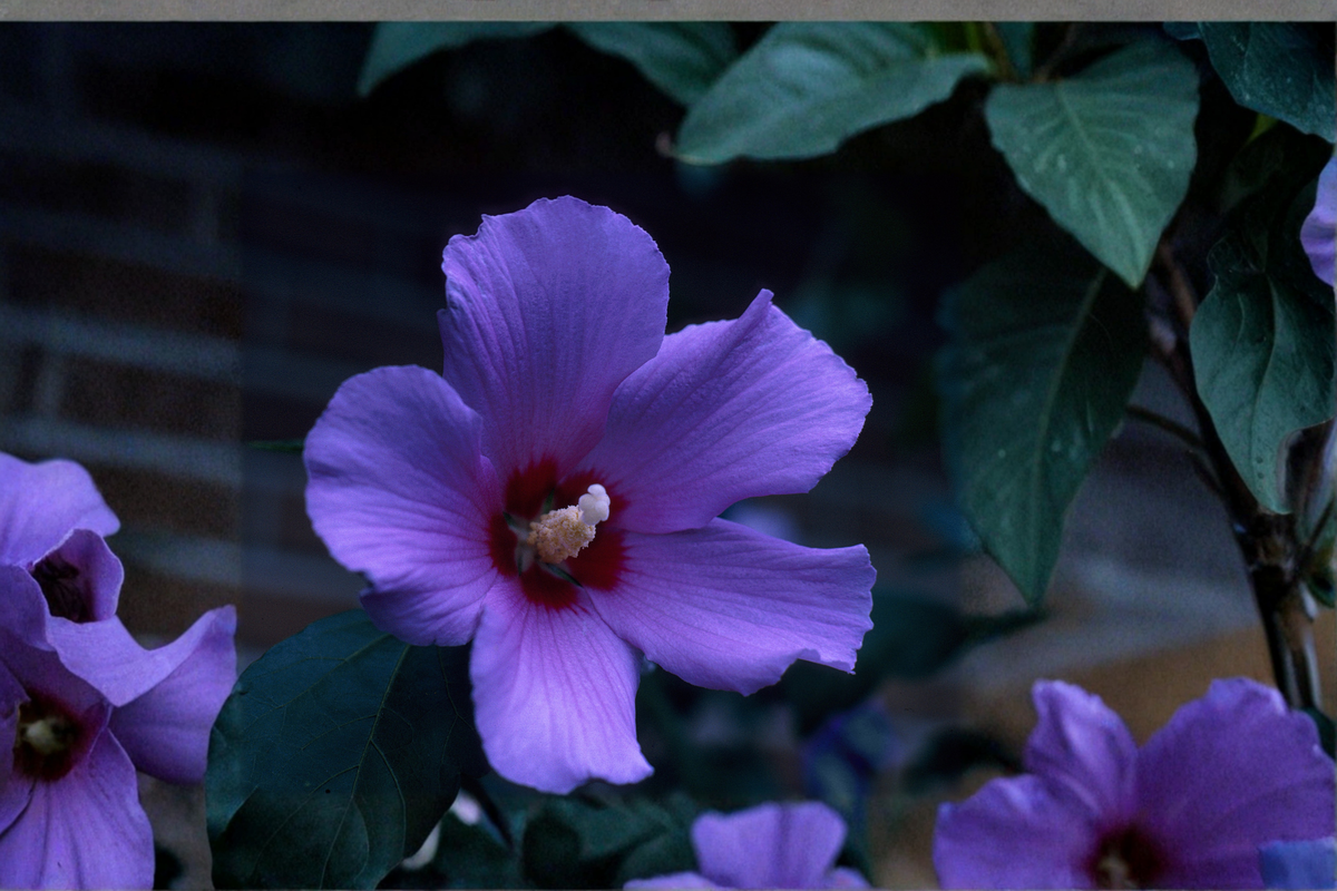 Rose of Sharon Hibiscus Live Plants Set of 2 | Rooted Seedlings | Purple Flowers | Hibiscus syriacus
