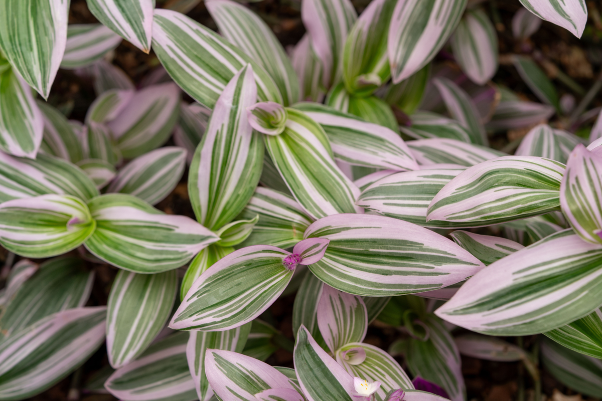 Tradescantia Nanouk Live Plant in 2 Inch Pot – Pink Variegated Indoor Houseplant