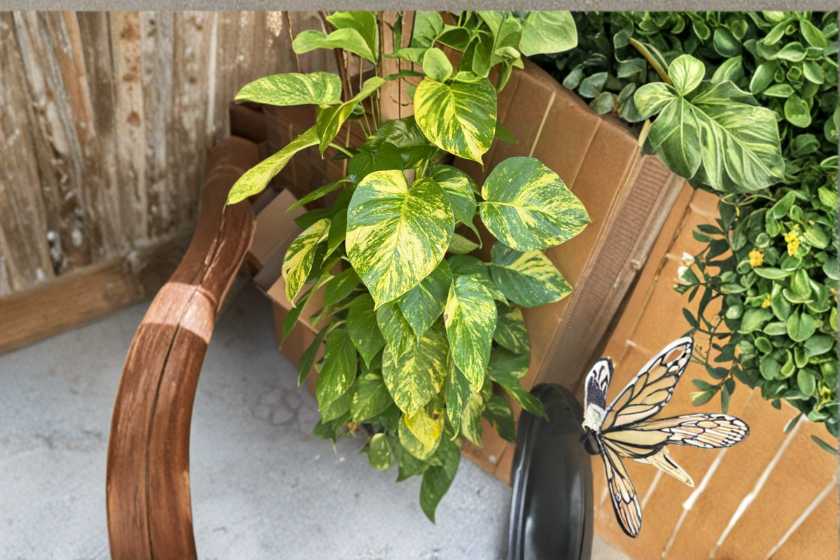 Golden Hawaiian Pothos Live Plant – Large Leaf Epipremnum aureum Indoor Tropical Houseplant in 8-Inch Pot