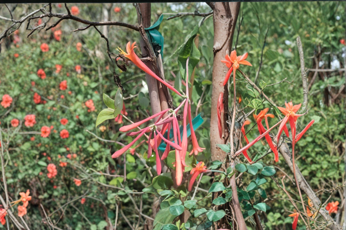 Coral Honeysuckle Vine 1 Gal Live Plant Red Tubular Flowers Climbing Climber for Garden Trellis Outdoor Landscape