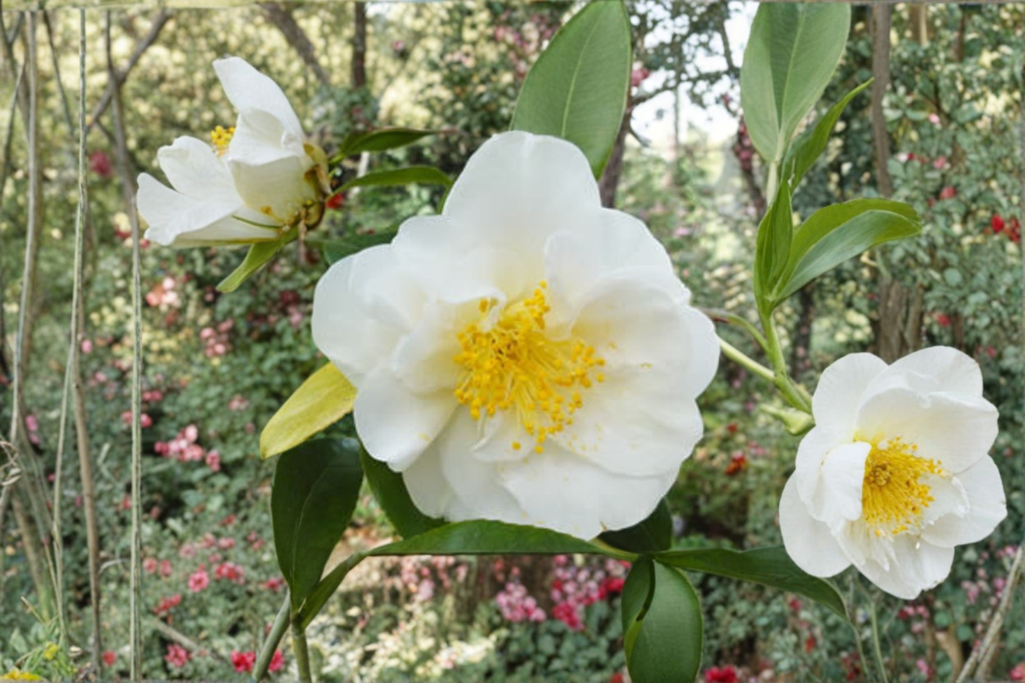 Japanese Camellia ‘White Empress’ 3 Gallon Evergreen Flowering Shrub, Camellia japonica White, Shade Garden Plant